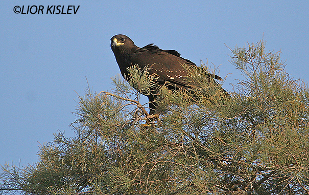 עיט צפרדעים  Greater Spotted Eagle   Aquila clanga                  עמק בית שאן אוקטובר 2006